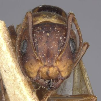 Media type: image;   Entomology 21529 Aspect: head frontal view